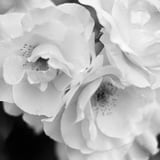 薔薇