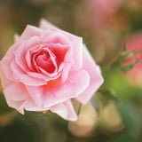 ポートレート風な薔薇写真