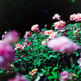 ピンクの薔薇