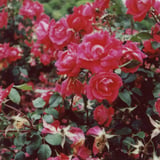 チェキで薔薇