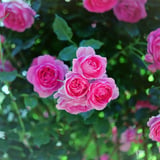 薔薇