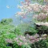 岐阜公園の桜