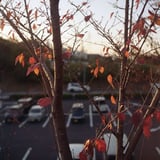 普通に散歩Photo