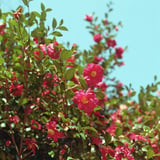 山茶花