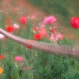 ひなげしの花