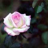 薔薇