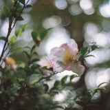 淡色の景色