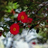 山茶花