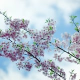 咲く