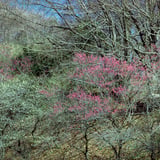 里山の梅