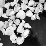 薔薇の花びら