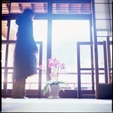 シクラメン