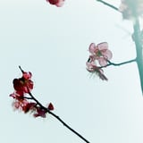 逆光線