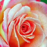 薔薇の花