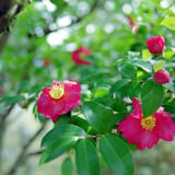 山茶花か椿