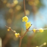 蝋梅