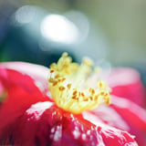 山茶花