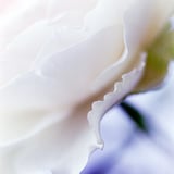 白い花弁