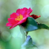 山茶花