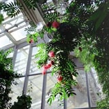 温室の隅っこ
