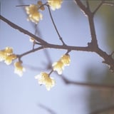 逆光に蝋梅