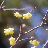 蝋梅