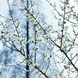白梅