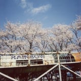 チェキで桜