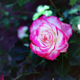 この薔薇の名前