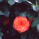 ソフトフォーカスな薔薇