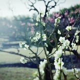 梅Photo