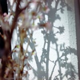 影桜
