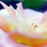 蕊