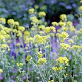 菜の花