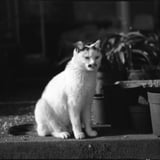 ねこさん