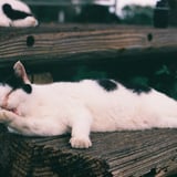 おはようねこさん vol.4