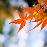 🍁