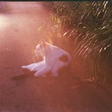おはようねこさん vol.2