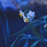水仙