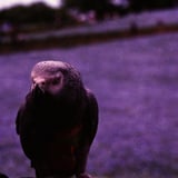 鳥　②