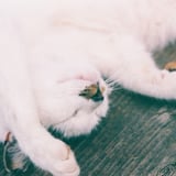 おはようねこさん vol.10