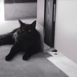 おはようねこさん vol.7