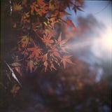 🍁