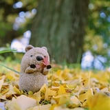 秋が終わってしまう前に