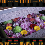 竹駒神社の花手水
