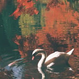 白鳥と紅葉のリフレクション