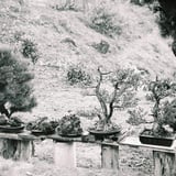 茂る盆栽、枯れたボンサイ