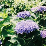 紫陽花