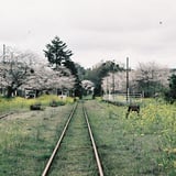 お花畑