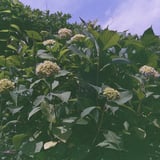 紫陽花